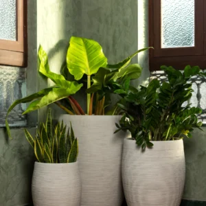 Plants & Planters